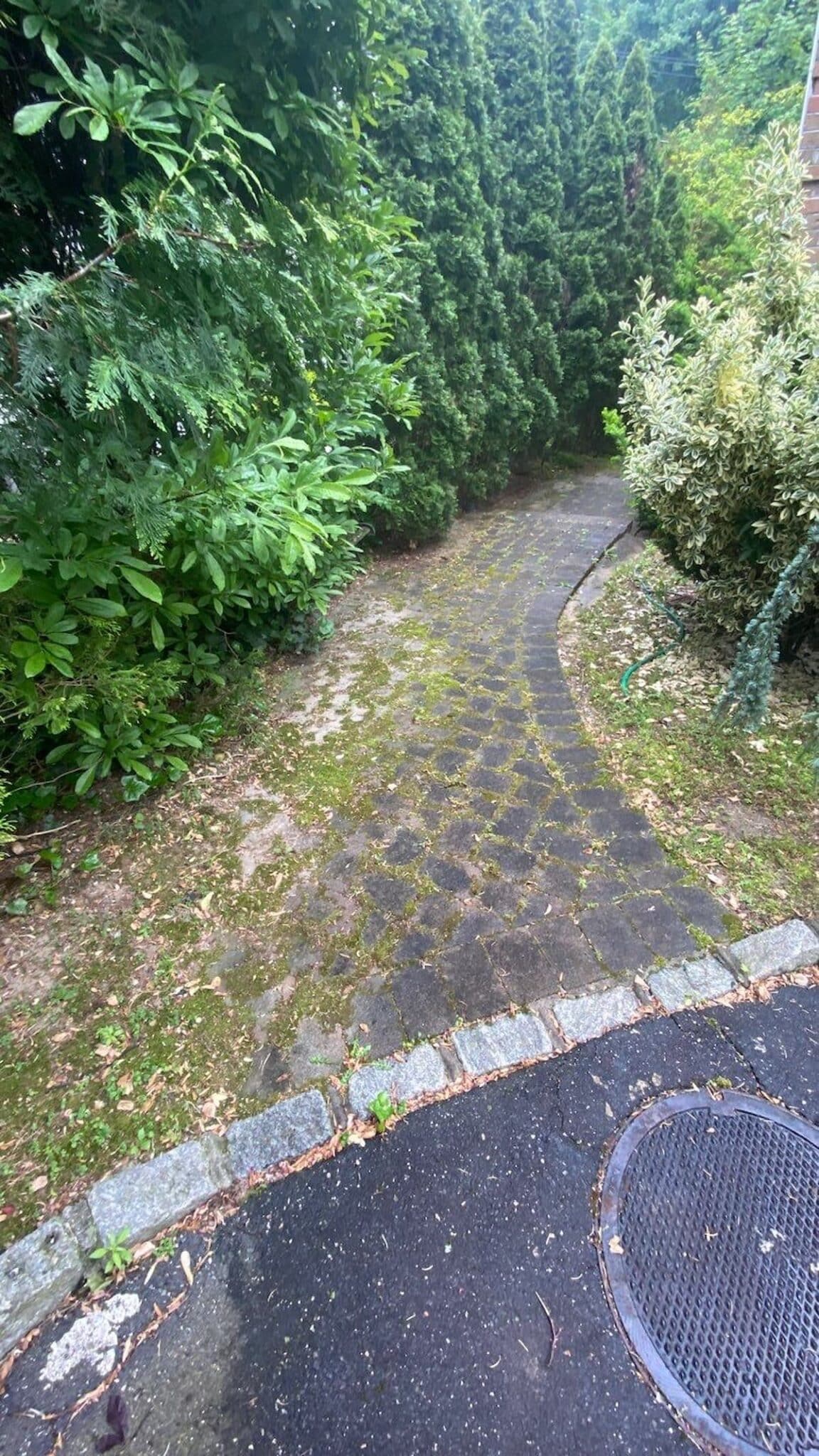 Cobblestone paver walkway completely overtaken by moss and algae in a shaded wooded Long Island property — common North Shore moisture and shade damage